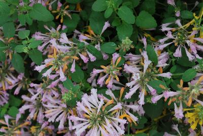 Arizona® Agastache Sunset 