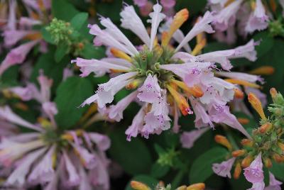 Arizona® Agastache Sunset 