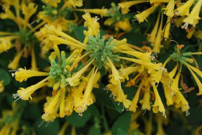 Arizona® Agastache Sun 