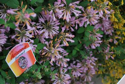 Arizona® Agastache Sunset 