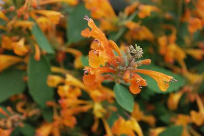 Arizona® Agastache Sandstone 