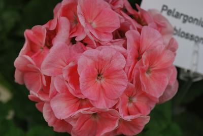 Everlast™ Pelargonium Appleblossom Experimental