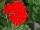 Everlast™ Pelargonium Red Experimental 