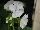 Everlast™ Pelargonium White Experimental 
