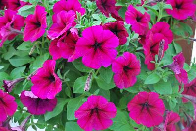 Trilogy® Petunia Deep Purple 