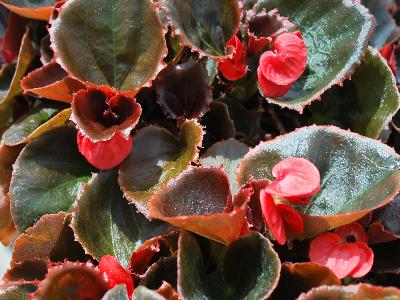 Havana Begonia Scarlet 