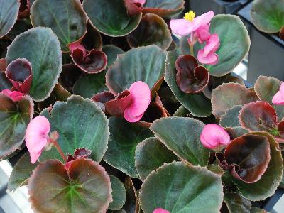 Havana Begonia F1 Pink 