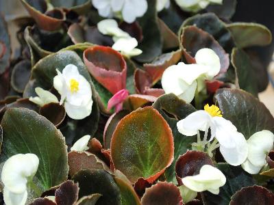 American Takii: Havana Begonia White 