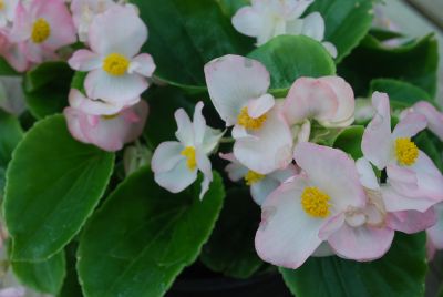 American Takii: Monza Begonia Appleblossom 