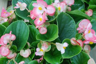 American Takii: Monza Begonia Blush 