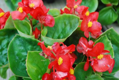 American Takii: Monza Begonia Orange Scarlet 