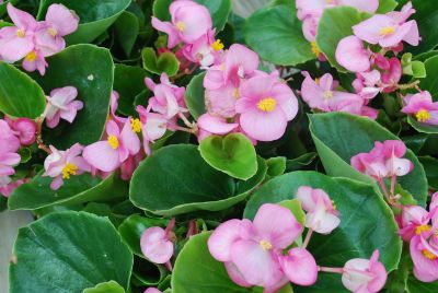 Monza Begonia F1 Pink 