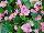 American Takii: Begonia F1 'Pink' 