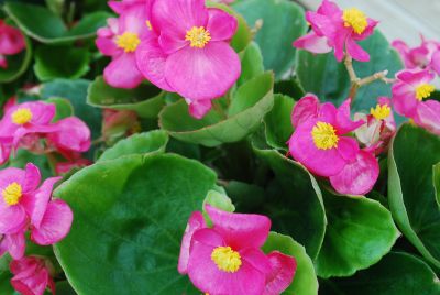 American Takii: Monza Begonia Rose 