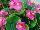 American Takii: Begonia F1 'Rose' 