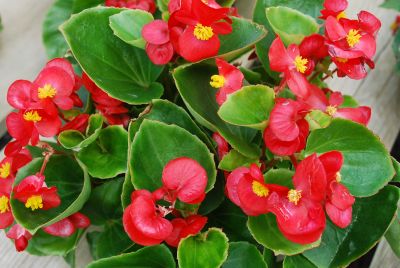 American Takii: Monza Begonia Scarlet 