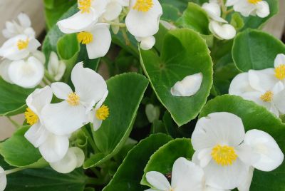 Monza Begonia F1 White 