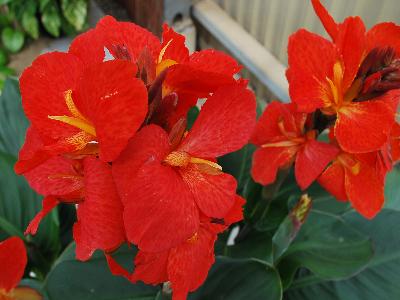  Canna Lily South Pacific 