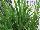 American Takii: Carex  'Fresh-Look' 