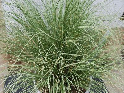  Carex Frosted-Curls 