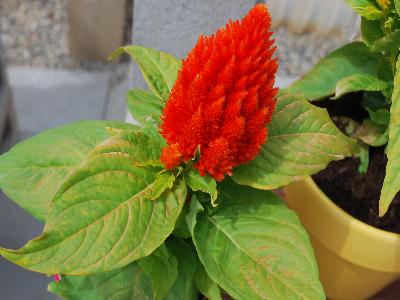 Castle Celosia Orange 