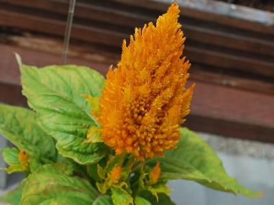 Castle Celosia Yellow 