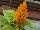American Takii: Celosia  'Yellow' 