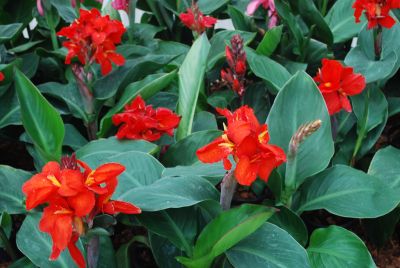 Tropical™ Canna Red