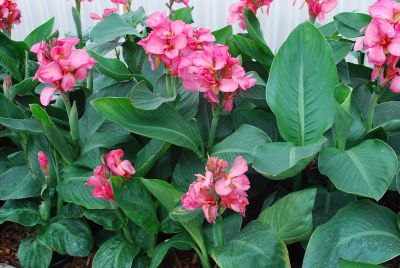 Tropical™ Canna Rose