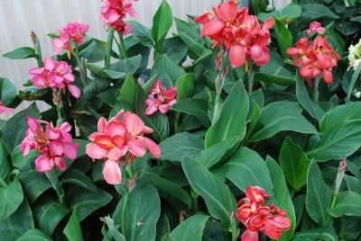 Tropical™ Canna Salmon