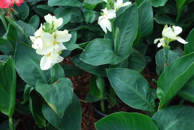 Tropical™ Canna White