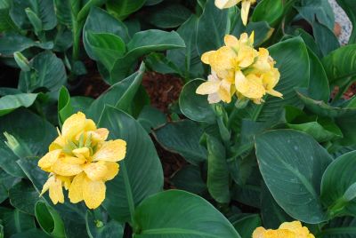 Tropical™ Canna Yellow 