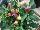 American Takii: Capsicum  'Multicolor Red' 