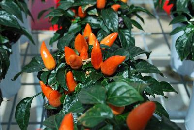 Mambo Capsicum Purple-Orange 