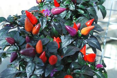 Mambo Capsicum Purple-Orange 