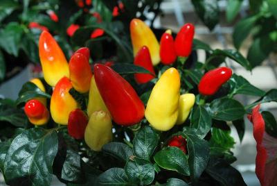 Conga Capsicum 