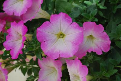 American Takii: Opera Supreme Petunia Pink Morn 