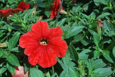 Opera Supreme Petunia Red 