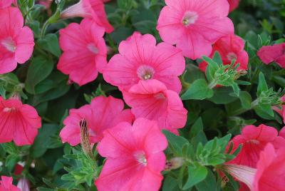 Opera Supreme Petunia Coral 