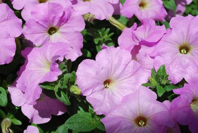 Opera Supreme Petunia Lavender 