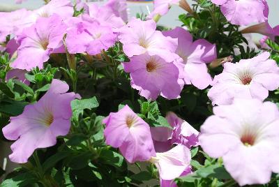 American Takii: Opera Supreme Petunia Lavender 