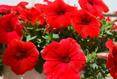 American Takii: Opera Supreme Petunia Red 