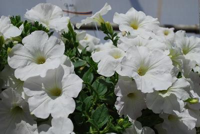 Opera Supreme Petunia White 