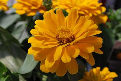 Dreamland Zinnia Yellow 