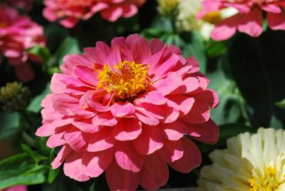 Dreamland Zinnia Pink 