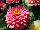 Dreamland Zinnia Pink 