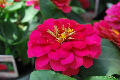 Dreamland Zinnia Rose 