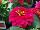Dreamland Zinnia Rose 