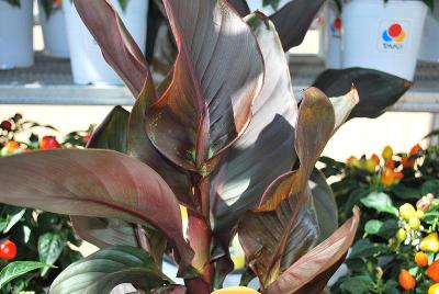 Tropical Canna Lily 'Bronze Scarlet'