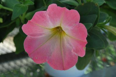 American Takii: Trilogy Petunia Salmon Morn 